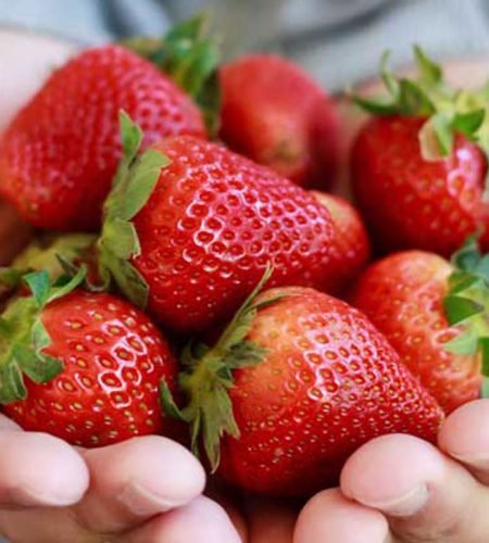 strawberries-1296x728-feature